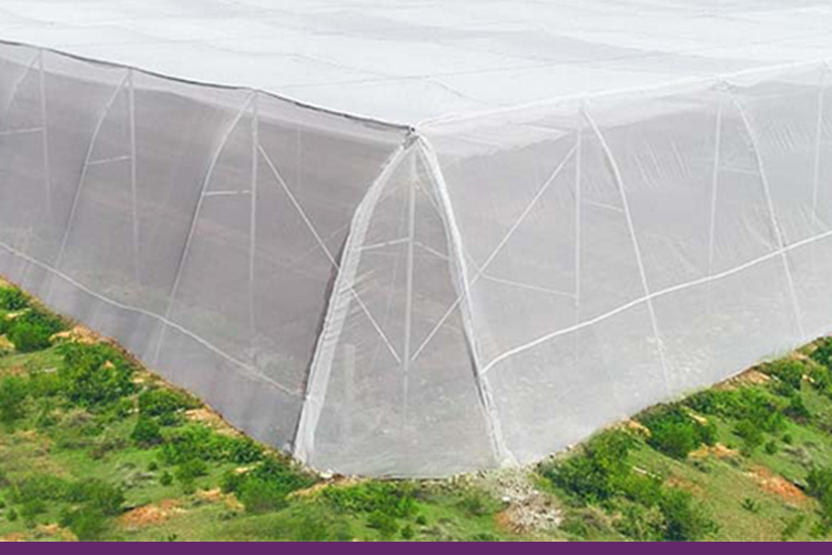 Insect Nets